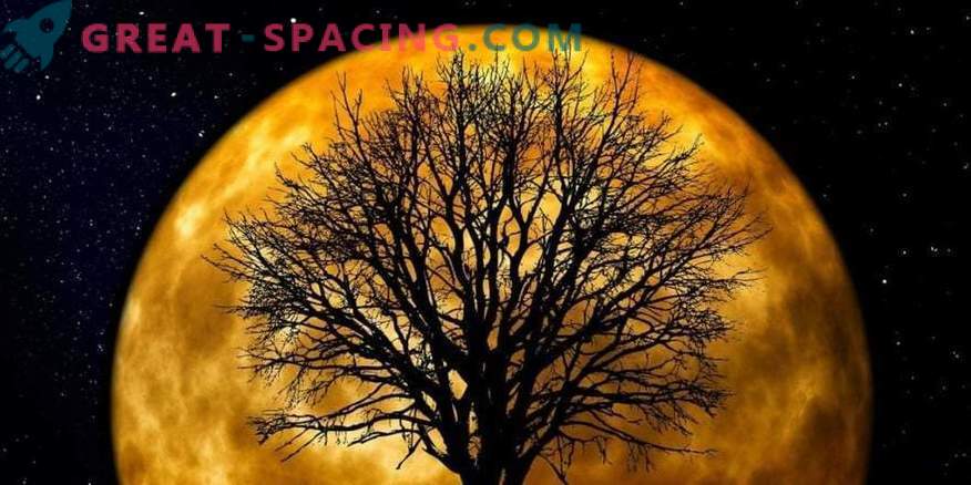 Kas teadsite, et Moonpuud kasvavad Maa peal